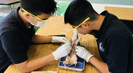 Disecting a pig